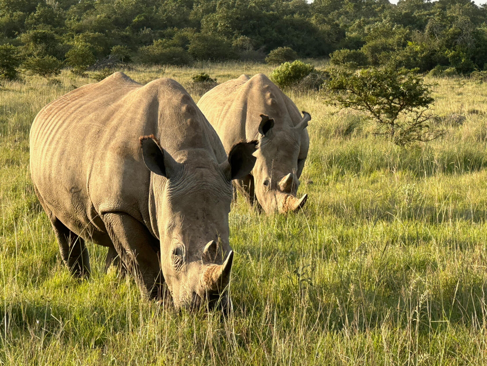 WELCOME TO RICKY'S TEAM Thanks for reading Ricky Finds His Friends! Ricky's adventure is inspired by real rhinos and the amazing people working to protect wildlife in Africa. Explore below to continue the adventure!